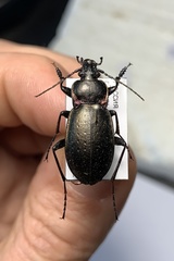 Carabus nemoralis nemoralis