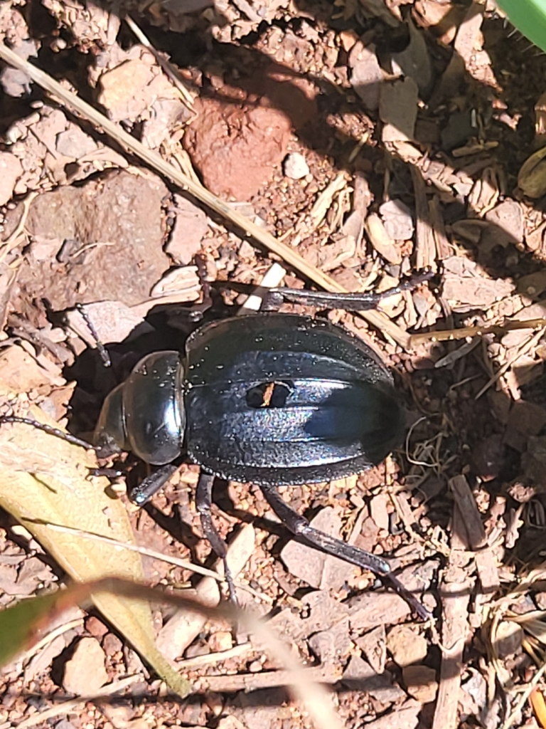 Pimelia laevigata