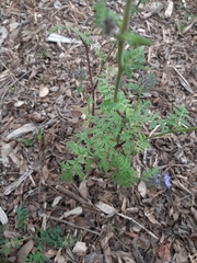 Phacelia tanacetifolia