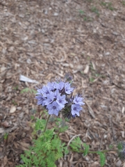 Phacelia tanacetifolia