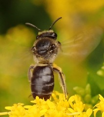 Colletes simulans