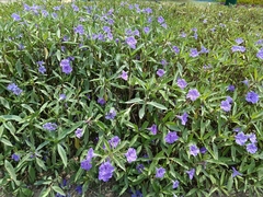 Ruellia simplex