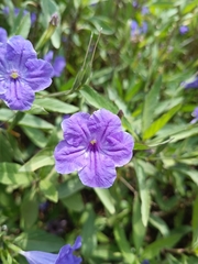 Ruellia simplex
