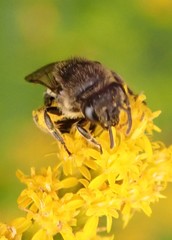 Colletes simulans