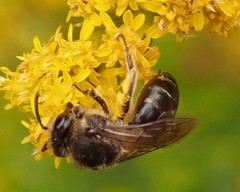 Colletes simulans