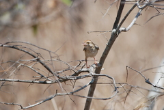 Cisticola chiniana
