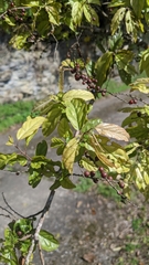 Sageretia