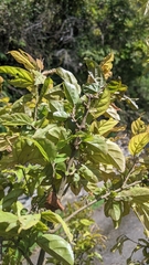 Sageretia