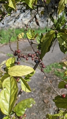 Sageretia