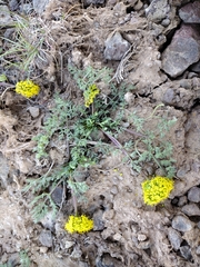 Lomatium quintuplex