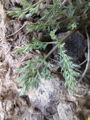 Lomatium quintuplex