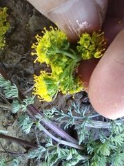 Lomatium quintuplex
