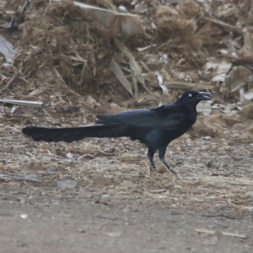 Quiscalus mexicanus observed 2022-03-27