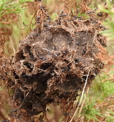 Crematogaster peringueyi