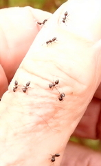 Crematogaster peringueyi