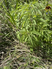 Monarda citriodora