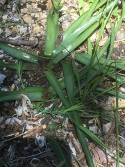 Colchicum montanum