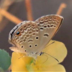 Euchrysops subpallida