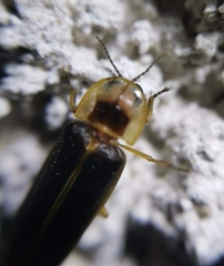 Lampyris zenkeri