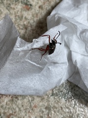 Lytta aenea