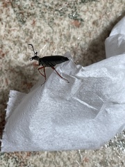 Lytta aenea