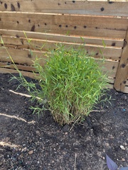 Pogonatherum paniceum