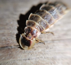 Lampyris zenkeri