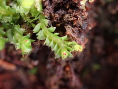 Lophoziopsis