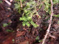 Lophoziopsis