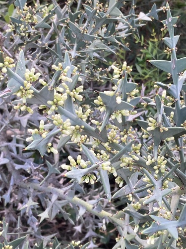 Anchor plant