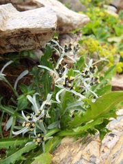 Omalotheca norvegica