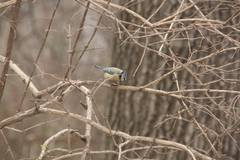 Cyanistes caeruleus