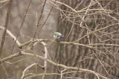 Cyanistes caeruleus