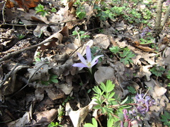 Colchicum bulbocodium versicolor