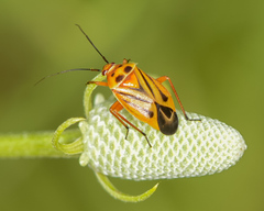 Calocoris barberi