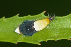Scaphoideus incisus