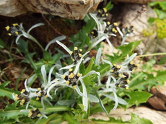 Omalotheca norvegica