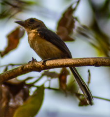 Granatellus venustus