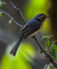 Granatellus venustus