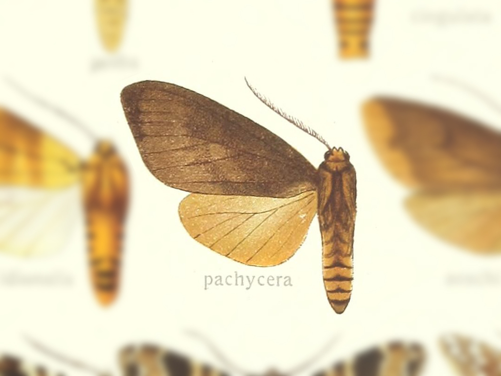 Ammalo pachycera