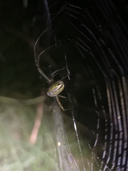 Leucauge granulata