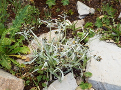 Omalotheca norvegica