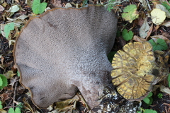 Polyporoletus sublividus