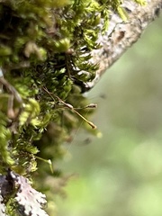 Image of Sematophyllum adnatum