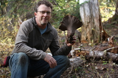 Polyporoletus sublividus