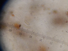 Polyporoletus sublividus