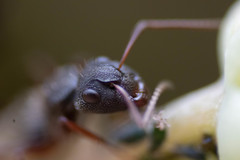 Camponotus niveosetosus