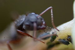Camponotus niveosetosus