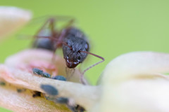 Camponotus niveosetosus
