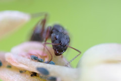 Camponotus niveosetosus